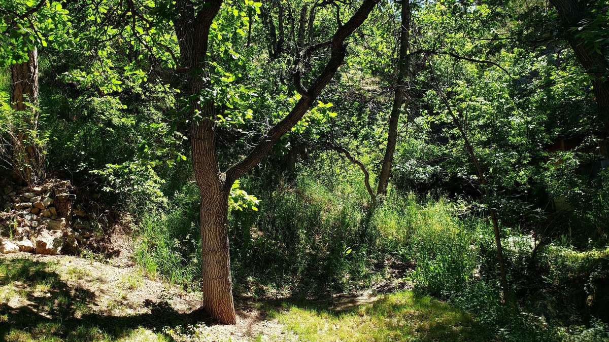 Rapid City Cabin | Remodeled home in the woods, just past city limits. With horse pasture nearby!