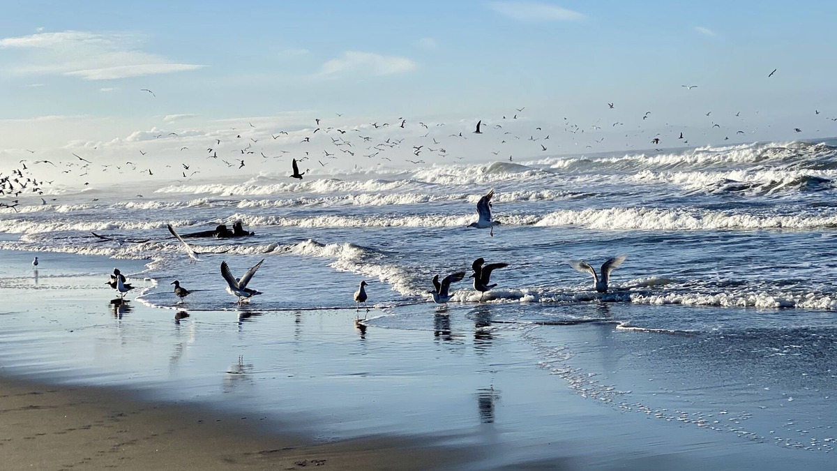 Pajaro Dunes Condo | Remote- Ocean Front, steps to ocean, Pajaro Dunes Between Santa Cruz - Monterey