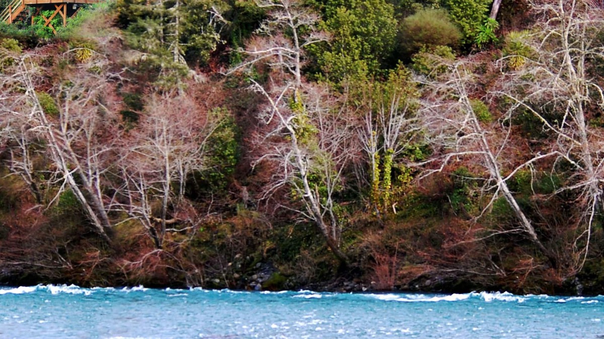 Crescent City House | Riverfront Redwood Retreat Nestled in Nature