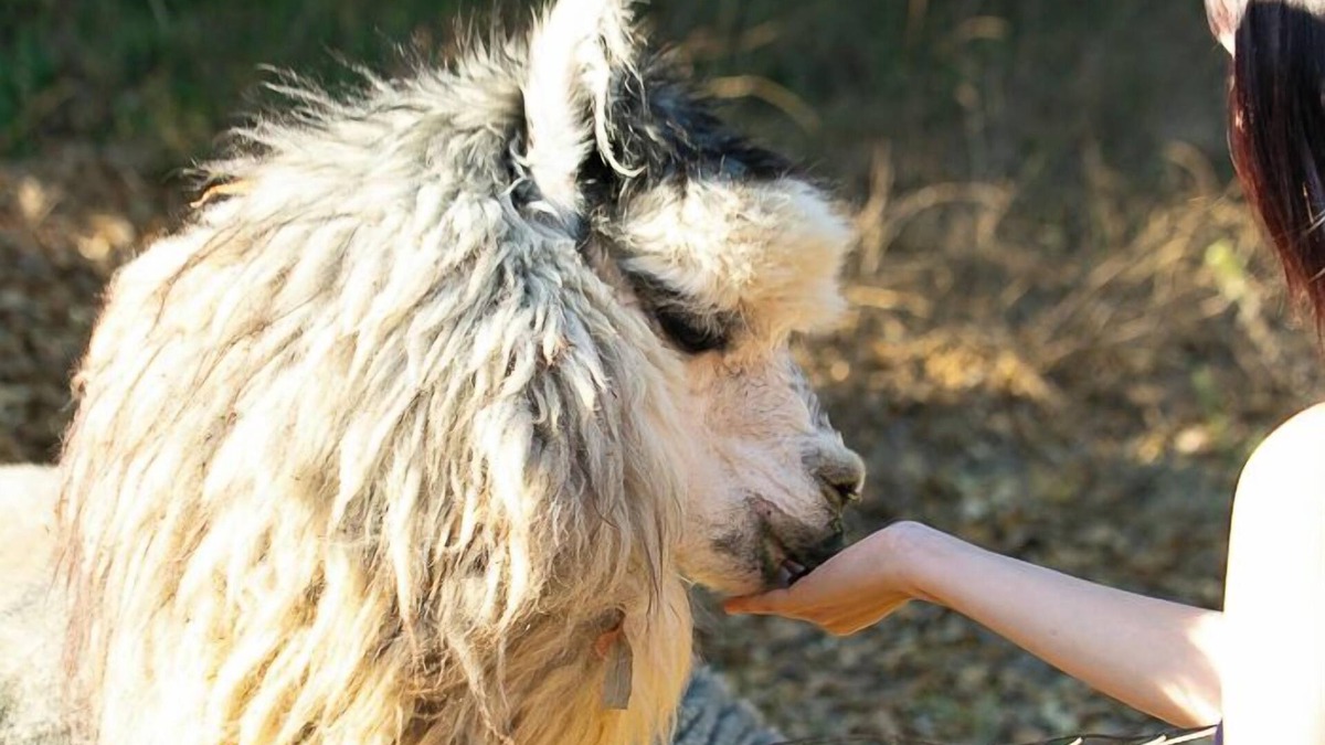 Rainbow CDP Other | Romantic Alpaca Retreat/Farmstay With Soaking Tub