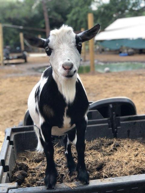 Putnam Hall Other | Rooterville Animal Sanctuary Luxury Glamping