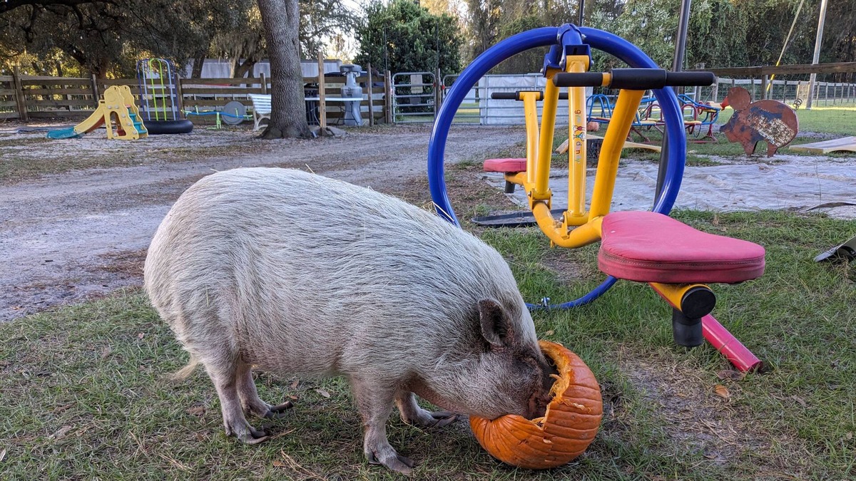 Putnam Hall RV Rental | Rooterville Animal Sanctuary