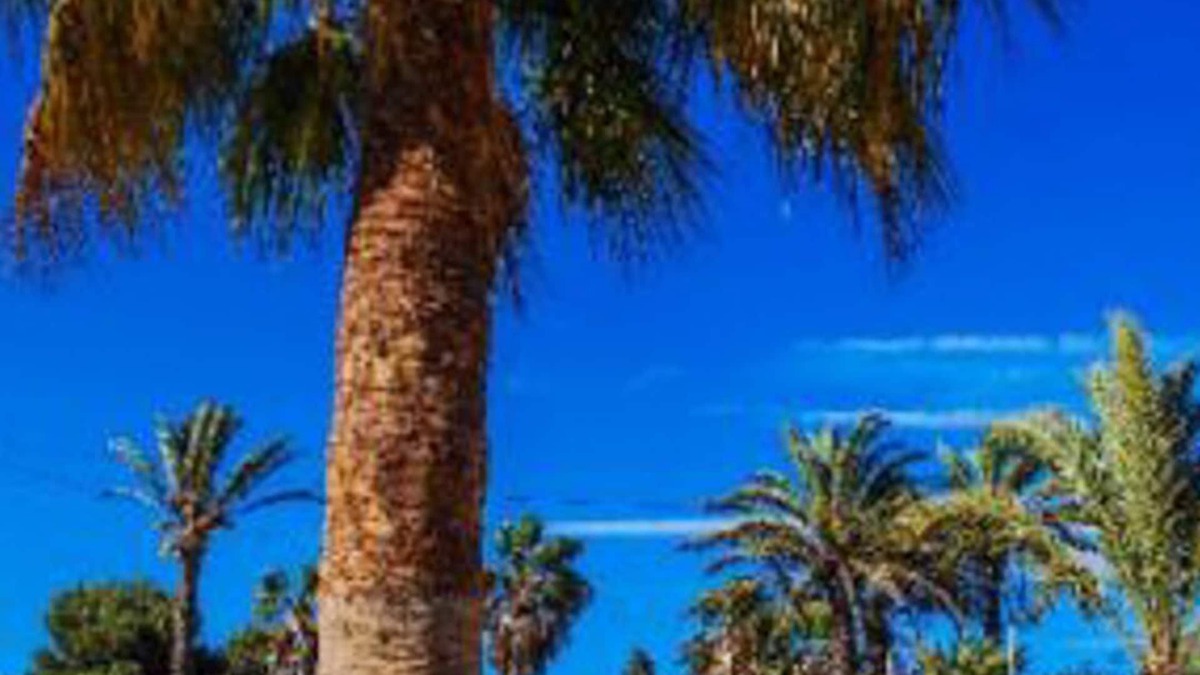 Diputacion de Rincon de San Gines Villa | Rural house in La Manga, ideal for families, pets allowed