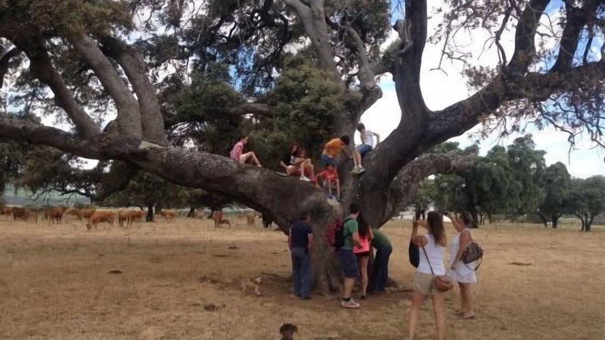 Brazatortas Cottage | Rural house (full rental) The Five Frogs for 15 people