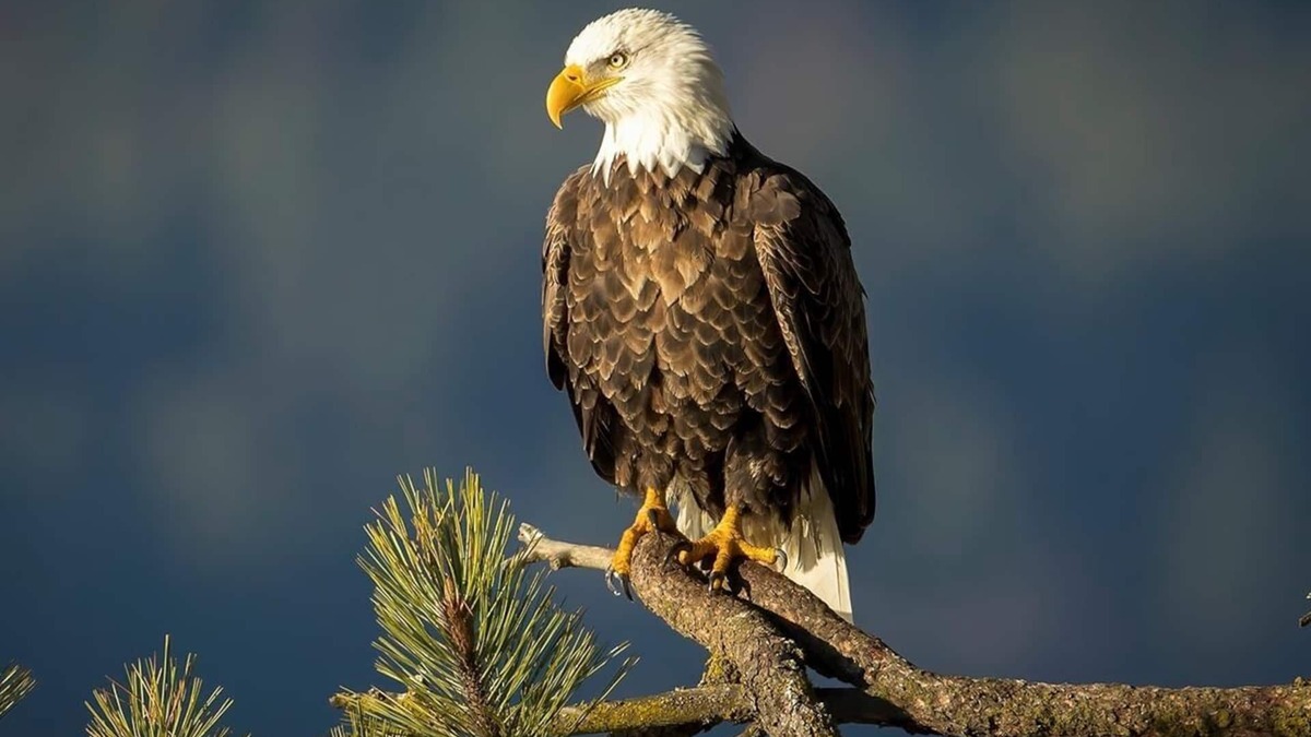 Barryton RV Rental | Russell's Roost Camping , Boating, Fishing ON Martiny Chain of Lakes.