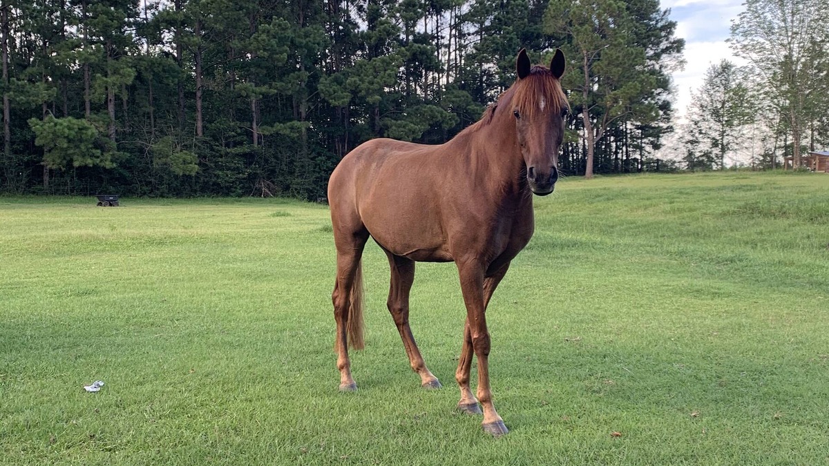 Baldwin County RV Rental | RV or horse trailer hookup with pasture for horses