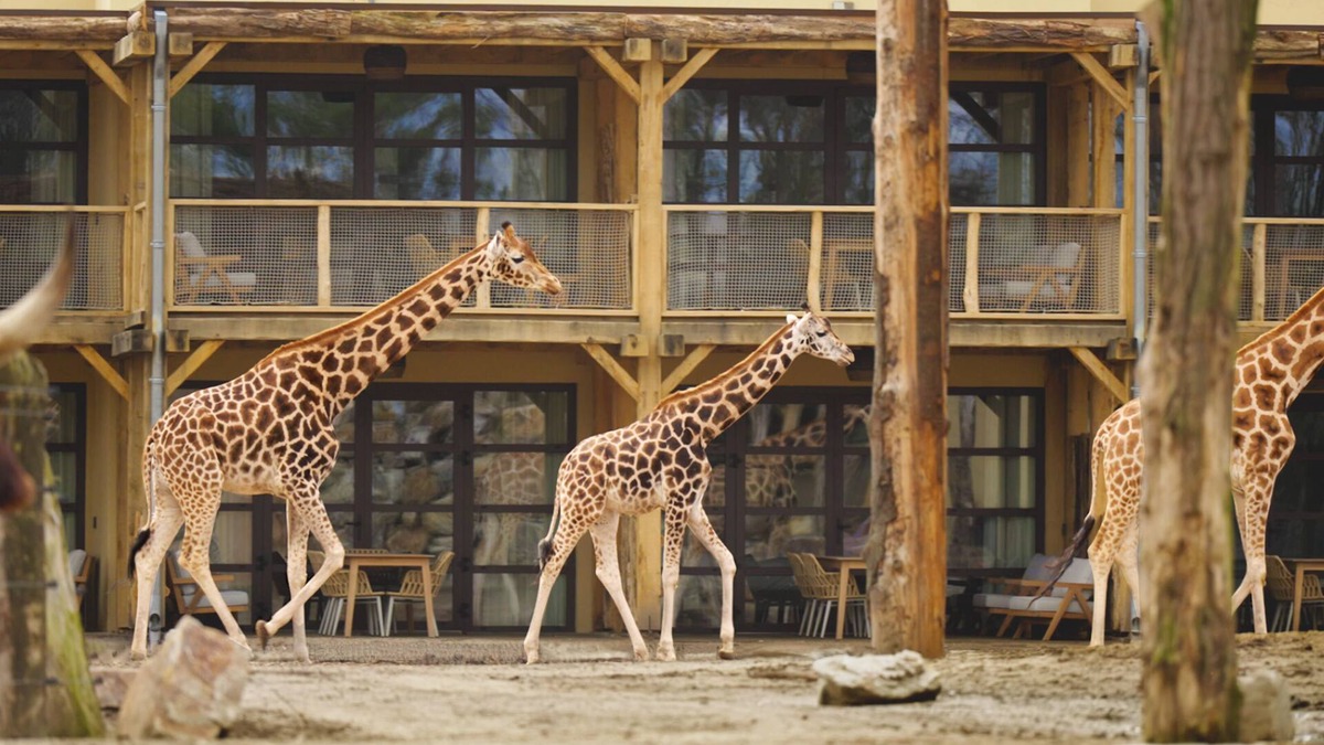 Hilvarenbeek Hotel | Safari Hotel Beekse Bergen