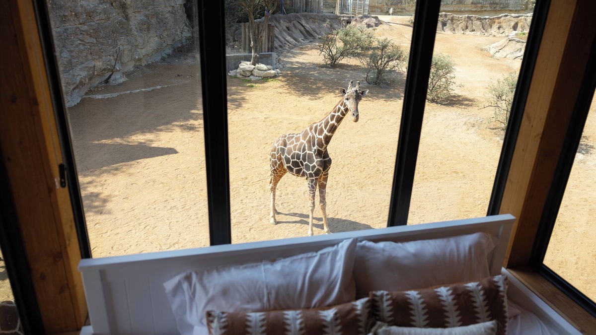 Uptown Cabin | San Antonio Zoo - Spekboom Giraffe Lodge