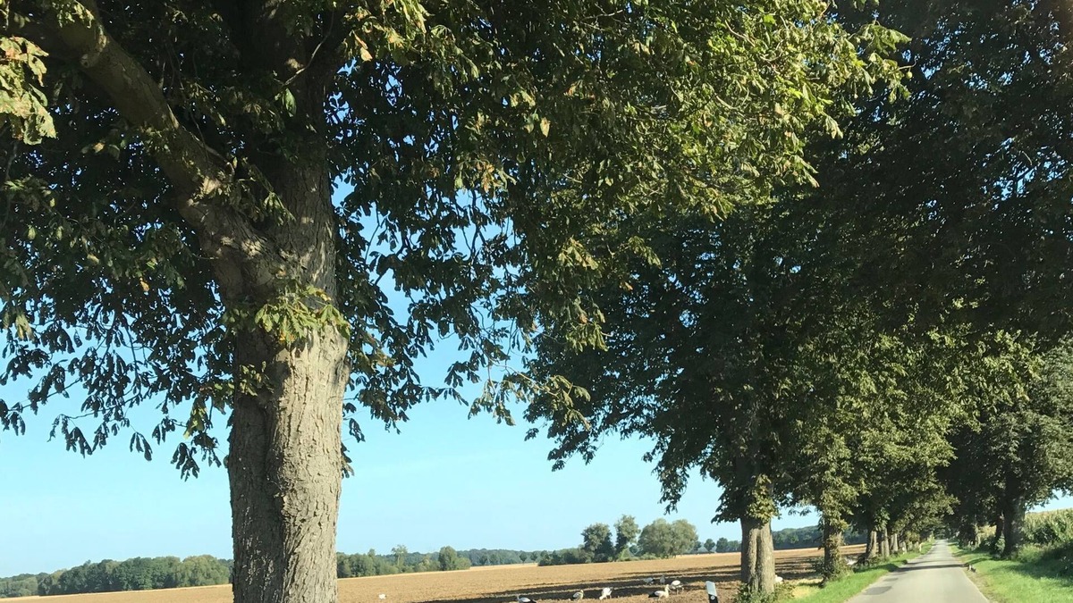 Boddin Apartment | Schoene Ferienwohnung mit Terrasse in Boddin