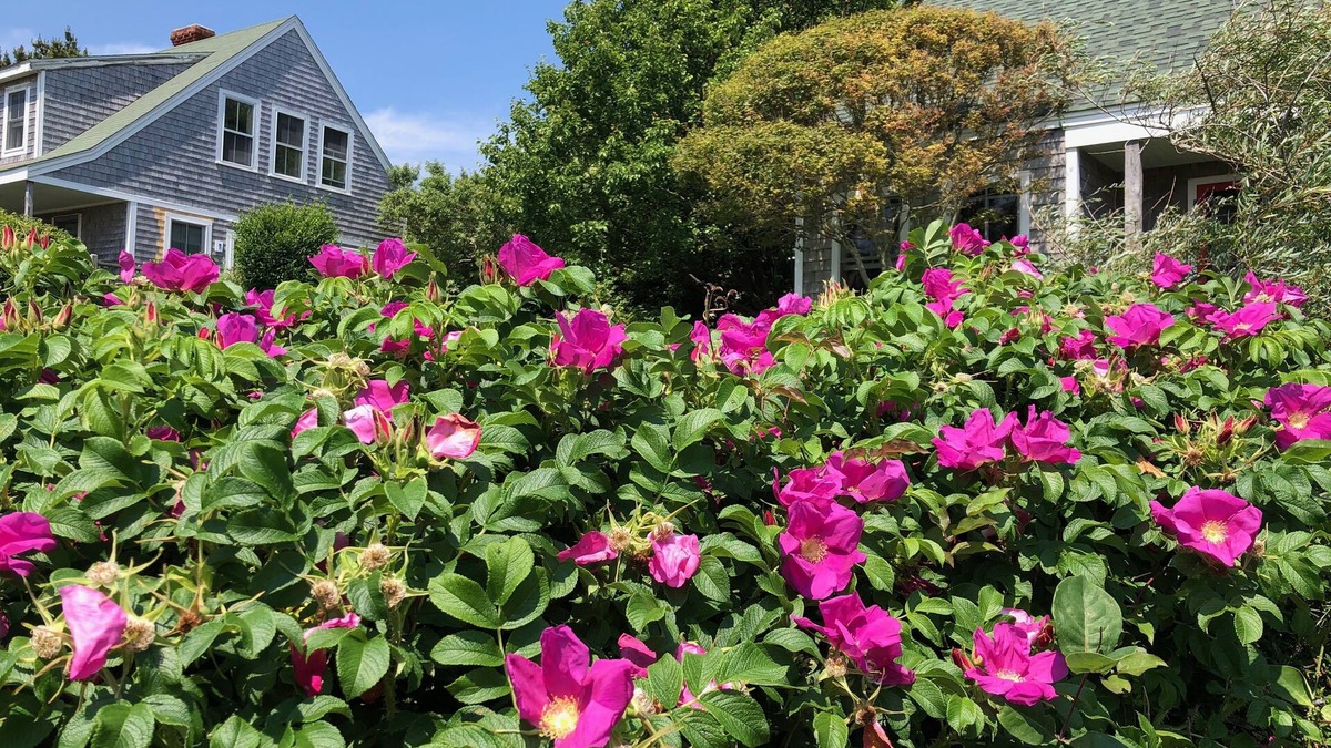 Block Island Bed & Breakfast | Sea Breeze Inn