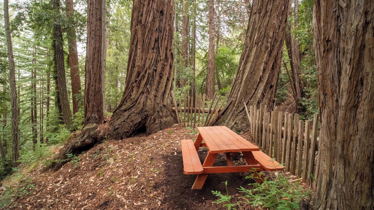 Los Gatos RV Rental | Secluded Small Rustic Camping Cabin In the Redwoods in 45acre Mountain Retreat