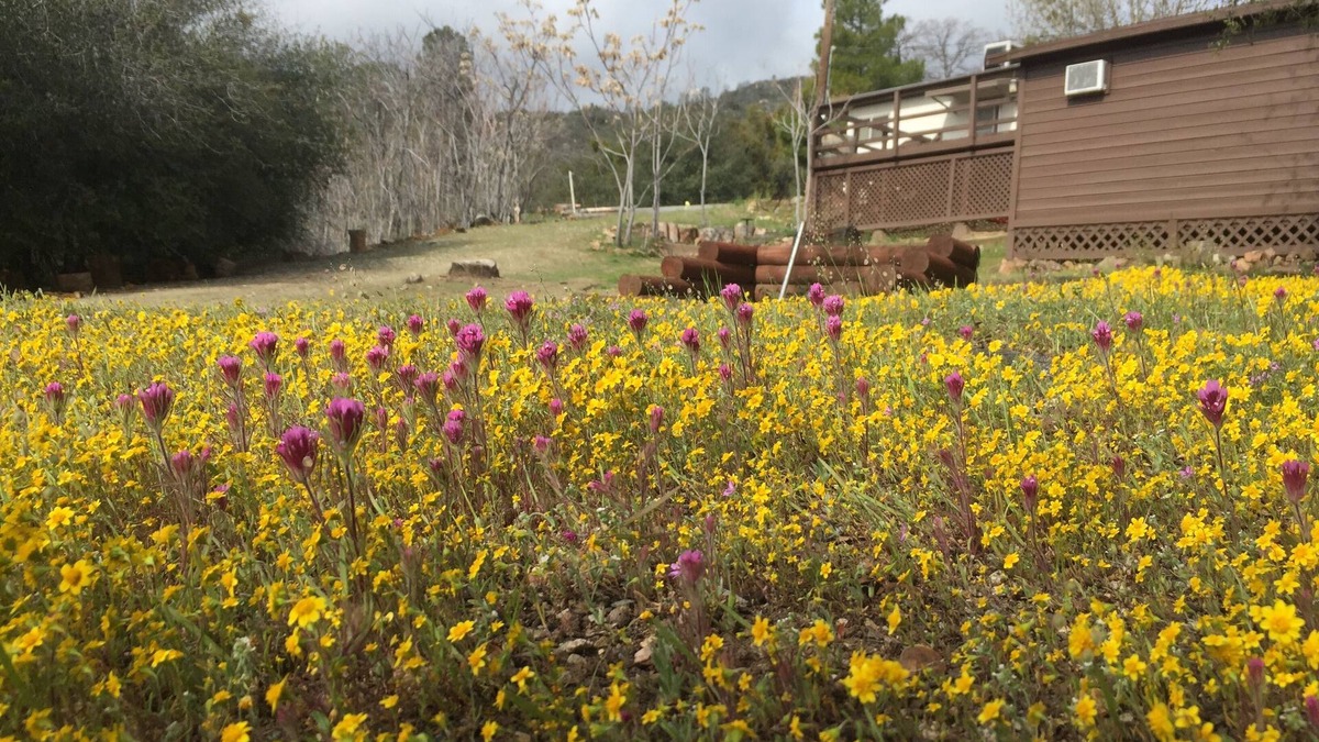 Wofford Heights Cabin | Shirley Creek Mountain Oasis: Special Discounts!