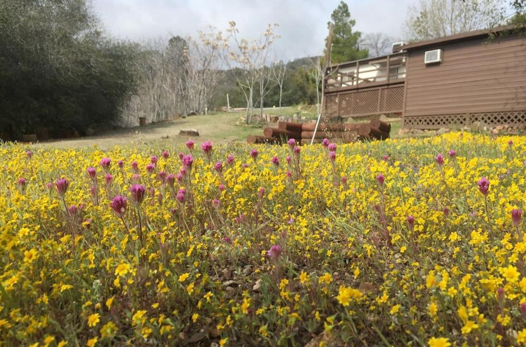 Wofford Heights House | Shirley Creek Retreat: a Mountain Oasis