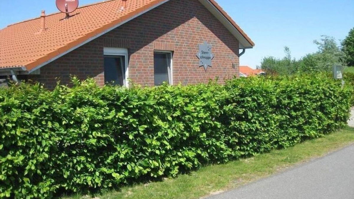 Norderteil House | Shooting Star Comfortable holiday residence