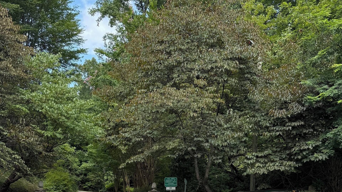 Whittier Cabin | Simple Charming 2-bedroom cabin in Whittier NC, 14 miles from Cherokee