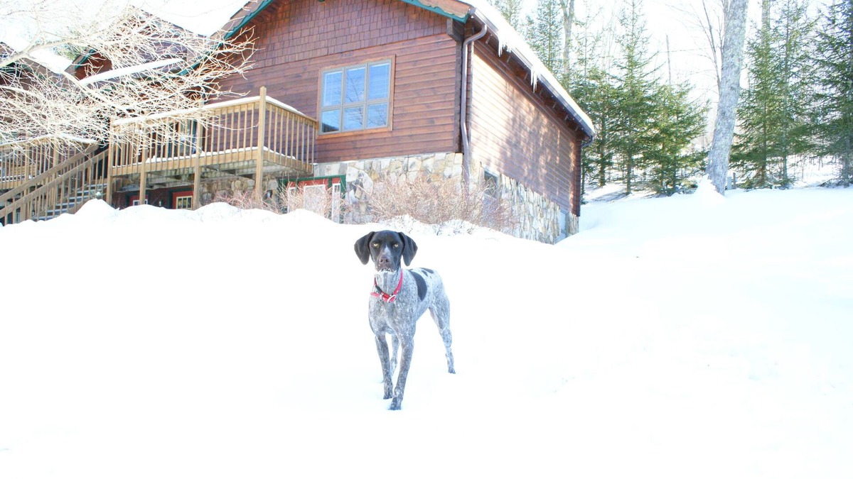 Snowshoe Condo | Ski cabin- Close, Comfortable, & well kept cabin- Family friendly