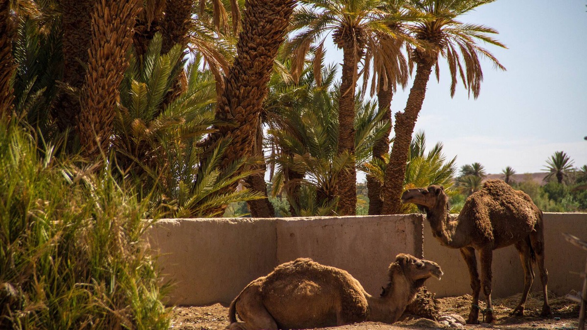Errachidia Hotel | Skoura Lodge Ouarzazate