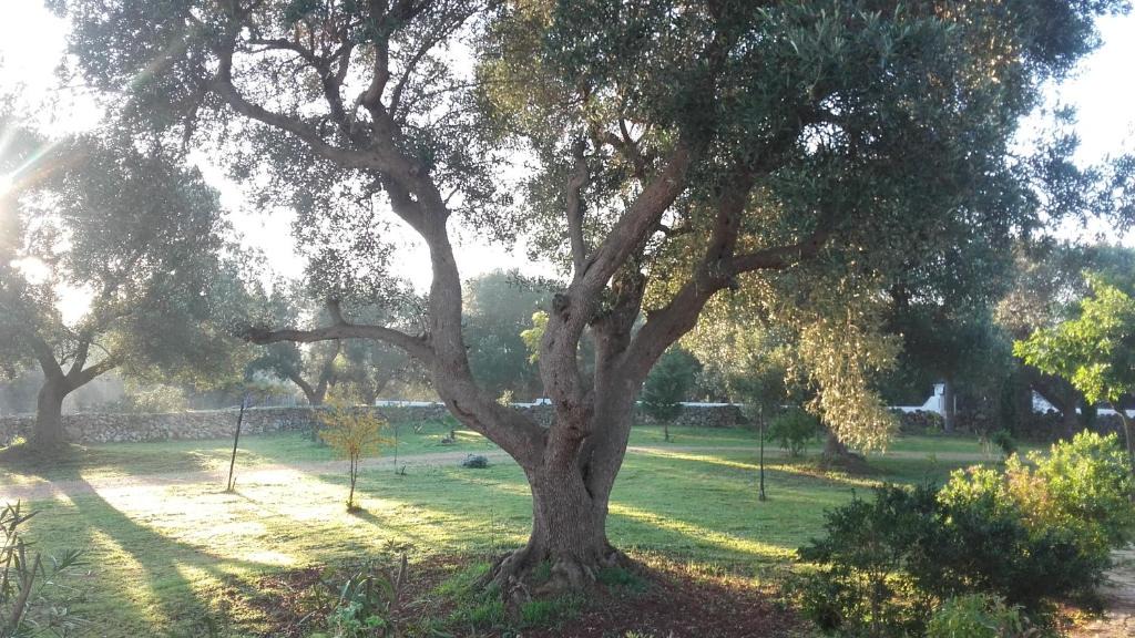 Carovigno House | Sol Invictus Est