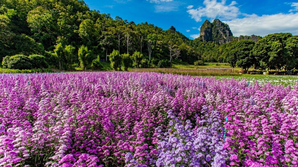 Chiang Dao RV Rental | Stargazing Glamping Dome in Chiang Mai