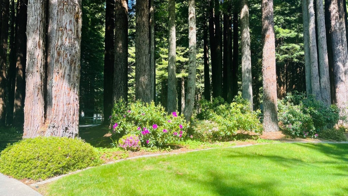Crescent City House | Stay in your own Redwood Wonderland