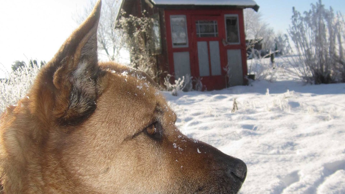 Boerssum Apartment | Stefan Appel - Ferienwohnung