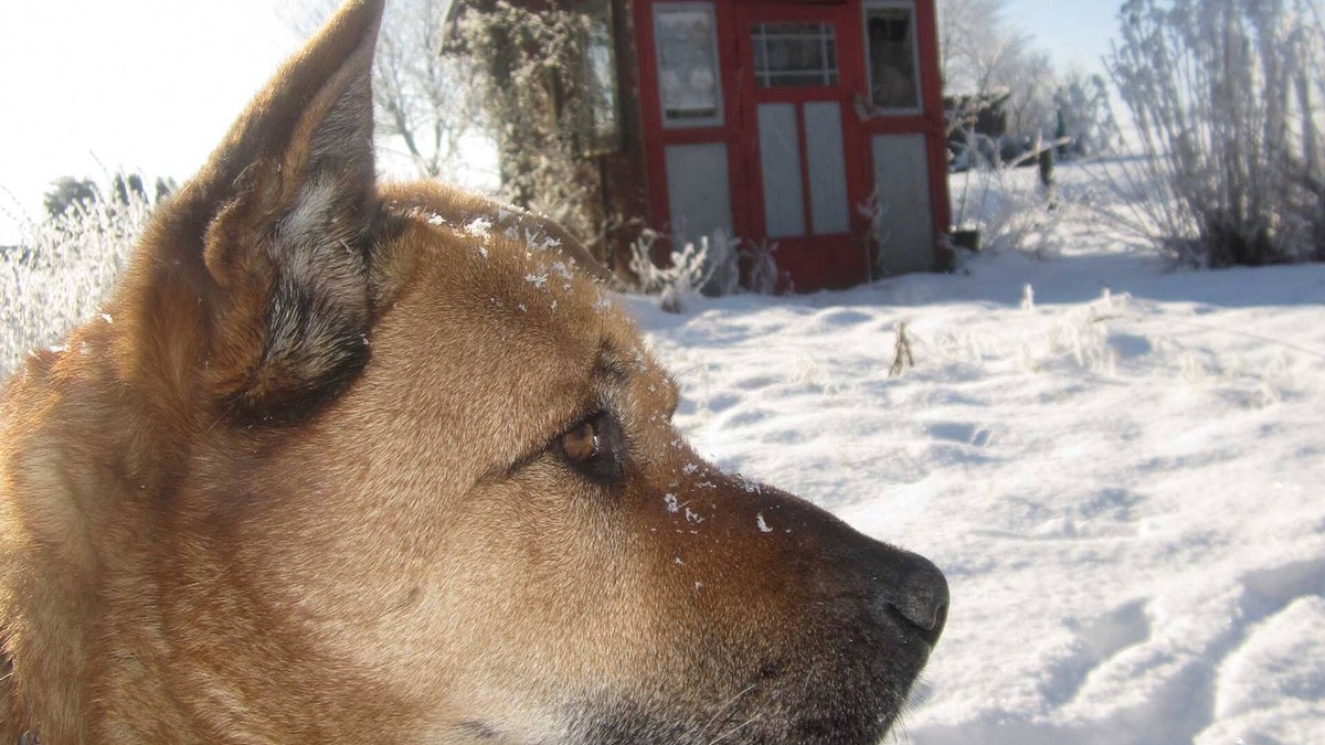 Boerssum Apartment | Stephanappel - Apartment