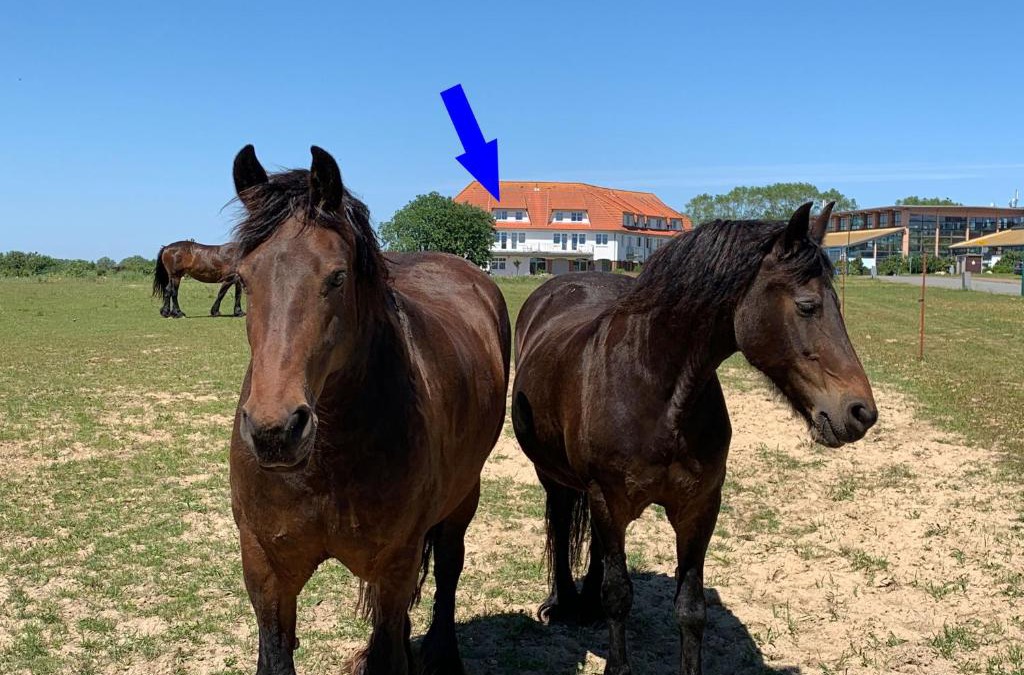 Neddesitz Apartment | Studio "MS Muschel" im Ferienpark