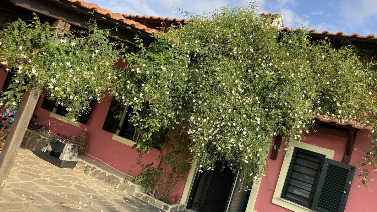 Kalivia Poliyirou House | Summer house surrounded by olive trees Halkidiki