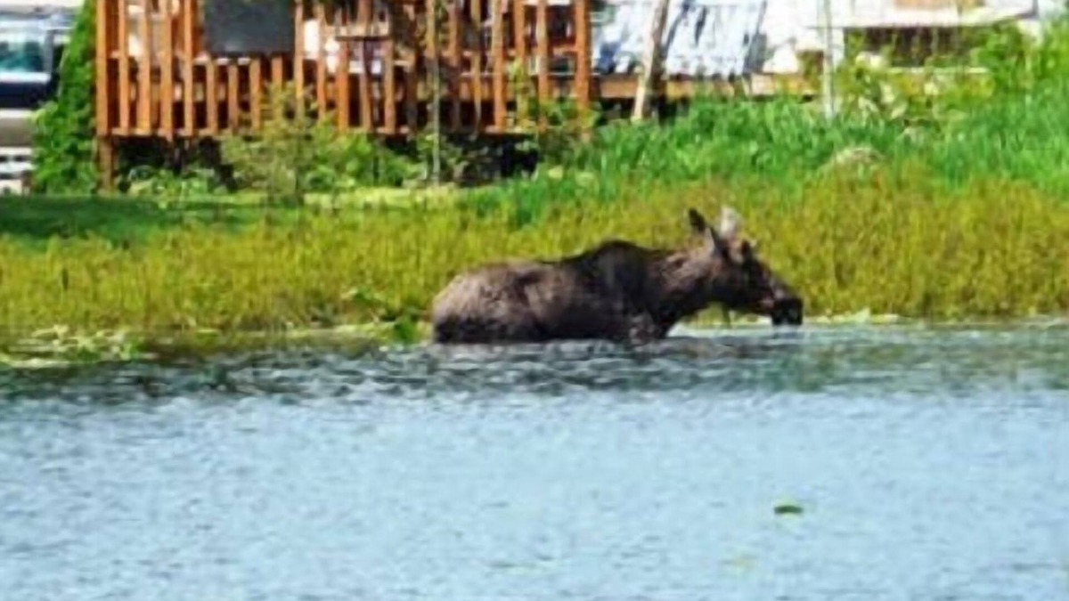 Twin Lakes Cottage | Summer on the lake, Silverwood Theme Park nearby