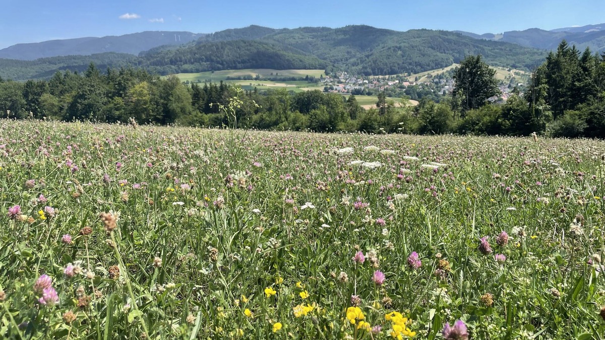 Soelden Apartment | Summer promotion wine festival & hiking: FREIBURG in Sölden/Black Forest up to 3 persons