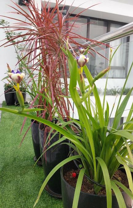 Luong Son Apartment | Sun blush Village & Resort 4 - 129