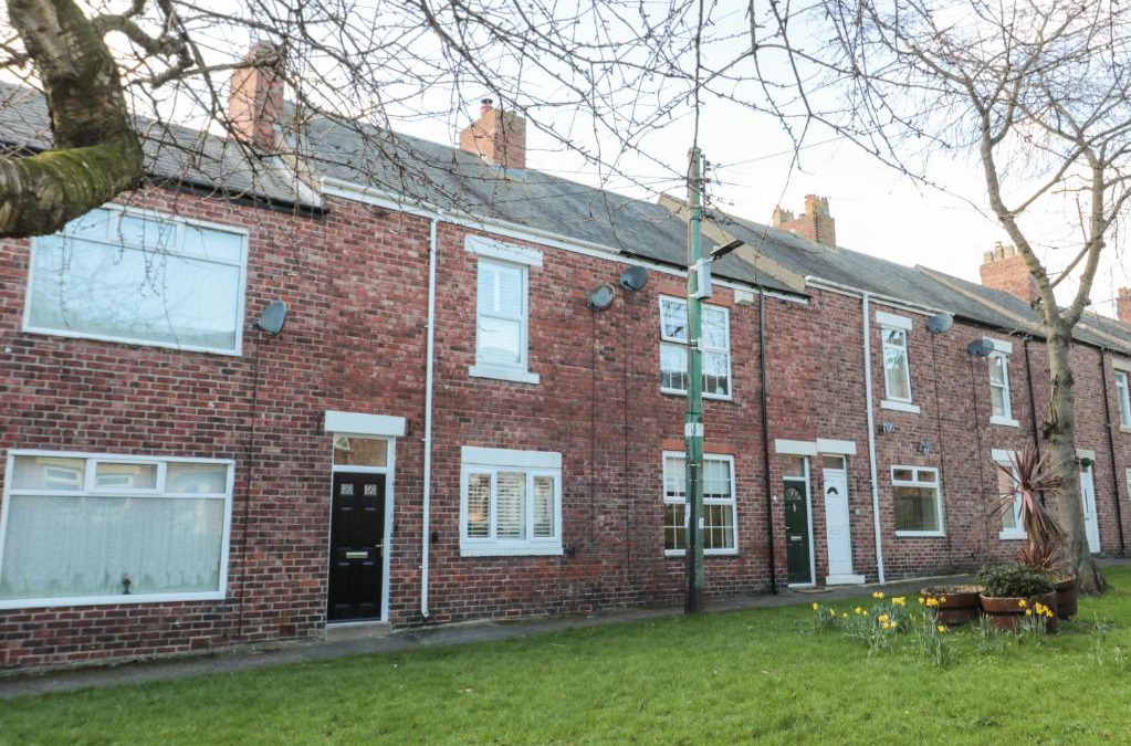 Whitley Bay House | Sunflowers