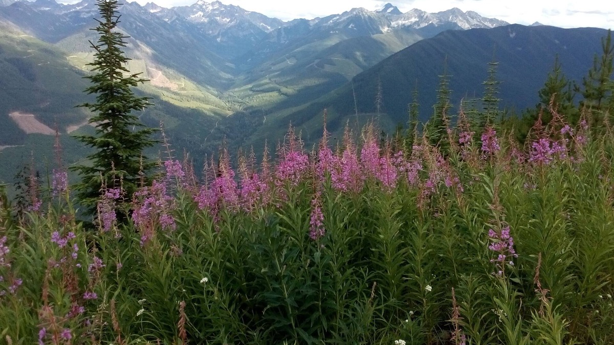 Fauquier Cottage | Super Natural Hot Springs & Snowy Country Xmas @ Kootenay Cottage Lavender Farm.