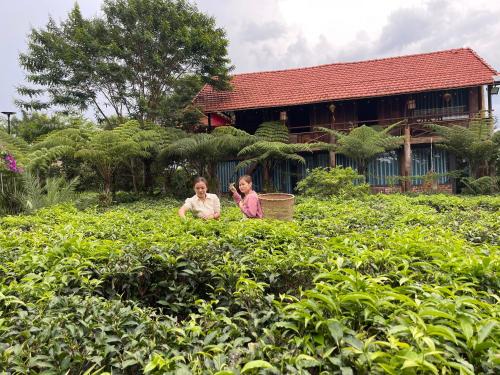 Bao Loc Cabin | Tea Garden House