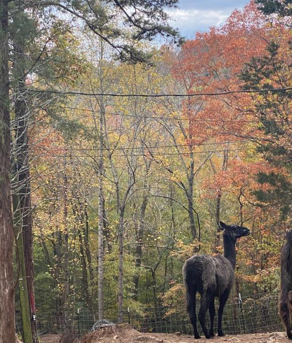 Hixson Other | Tentrr Signature Site - Peaceful Hollow Farm Glamping