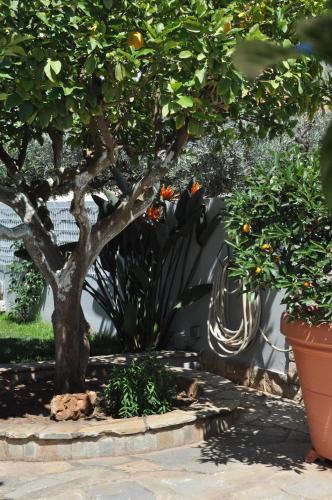 Markopoulon Apartment | The BloomYard