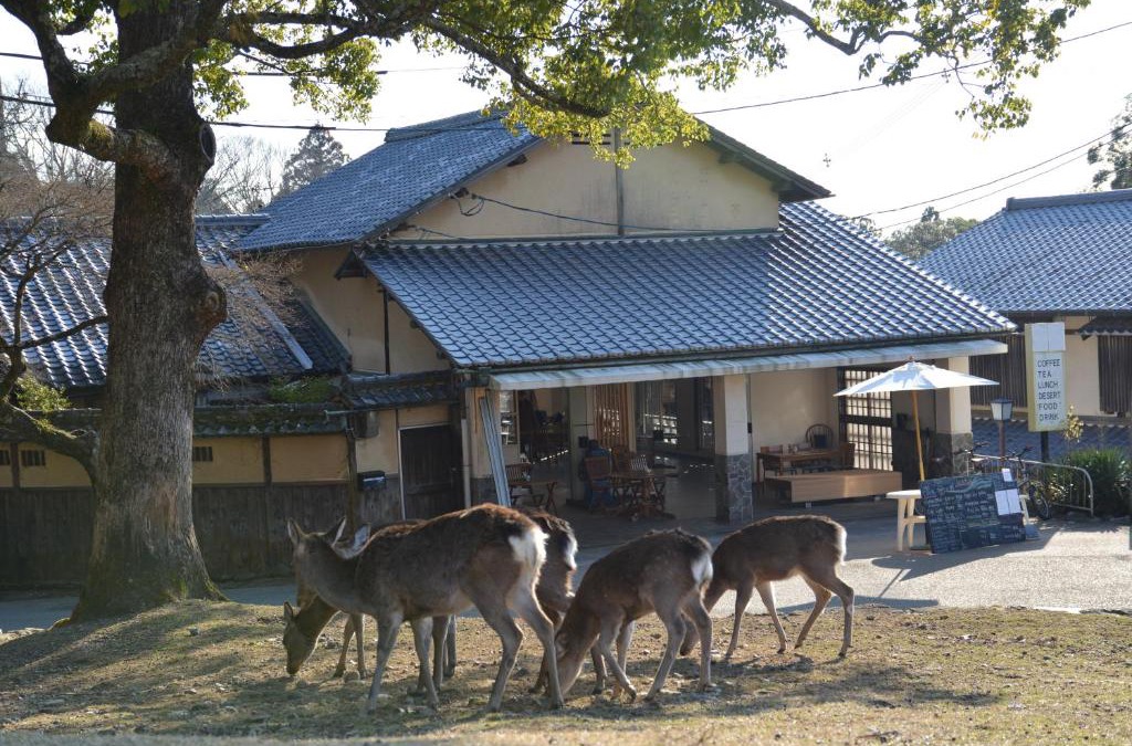 Nara House | The Deer Park Inn