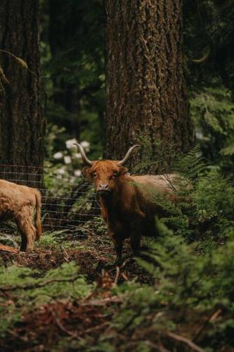 Marmot House | The Lodge at Highland Farms
