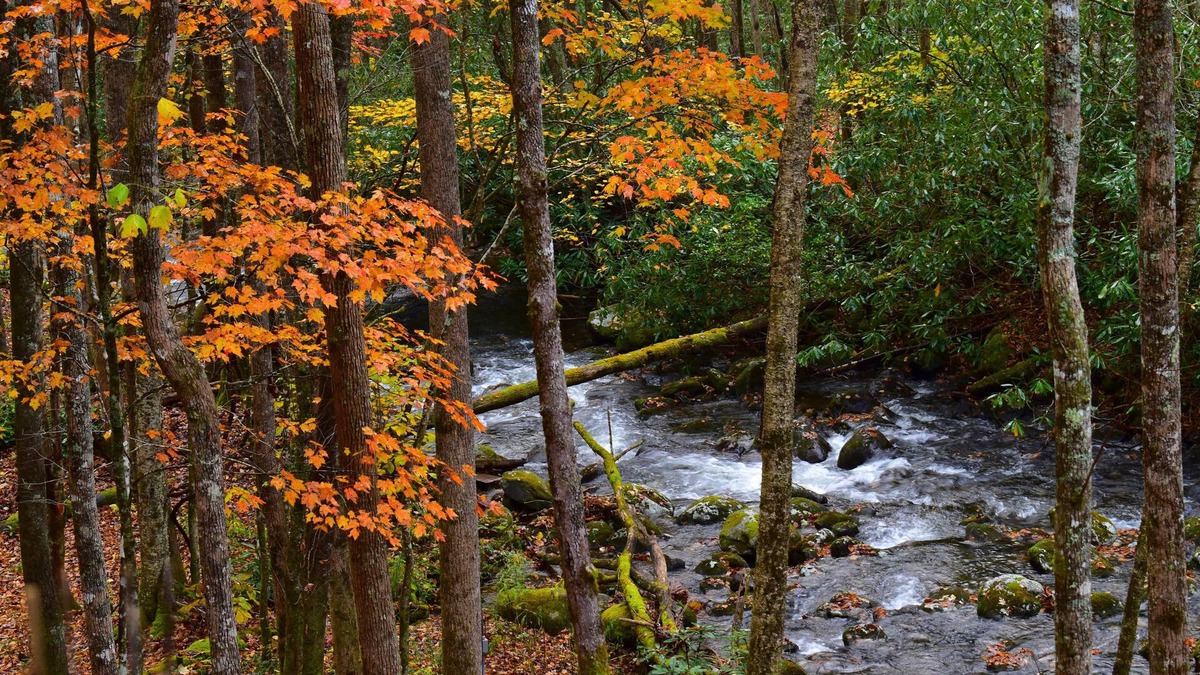 Robbinsville Cabin | The Owl's Perch - Backwoods glamping cabin over amazing creek