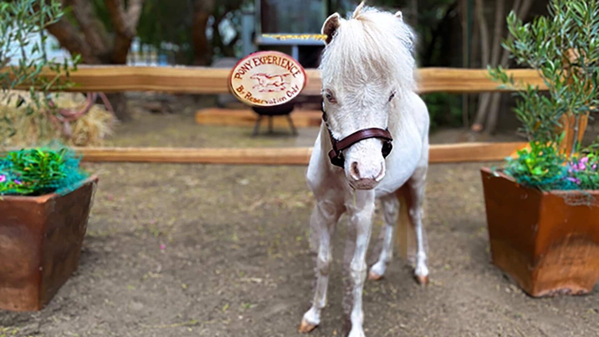 Temecula House | The Pony Experience Farm Stay! 501c3