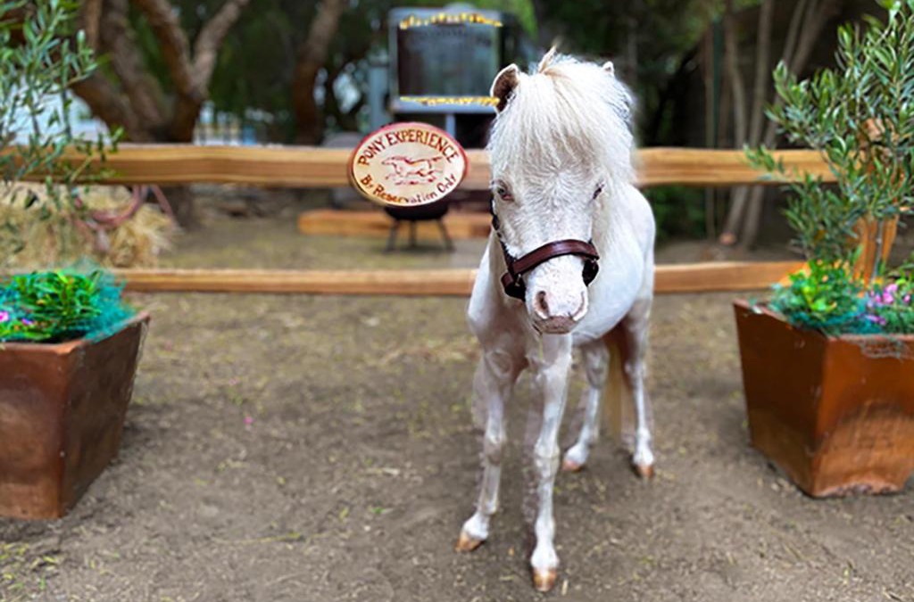 Temecula House | The Pony Experience; Glamping with Private Petting Zoo