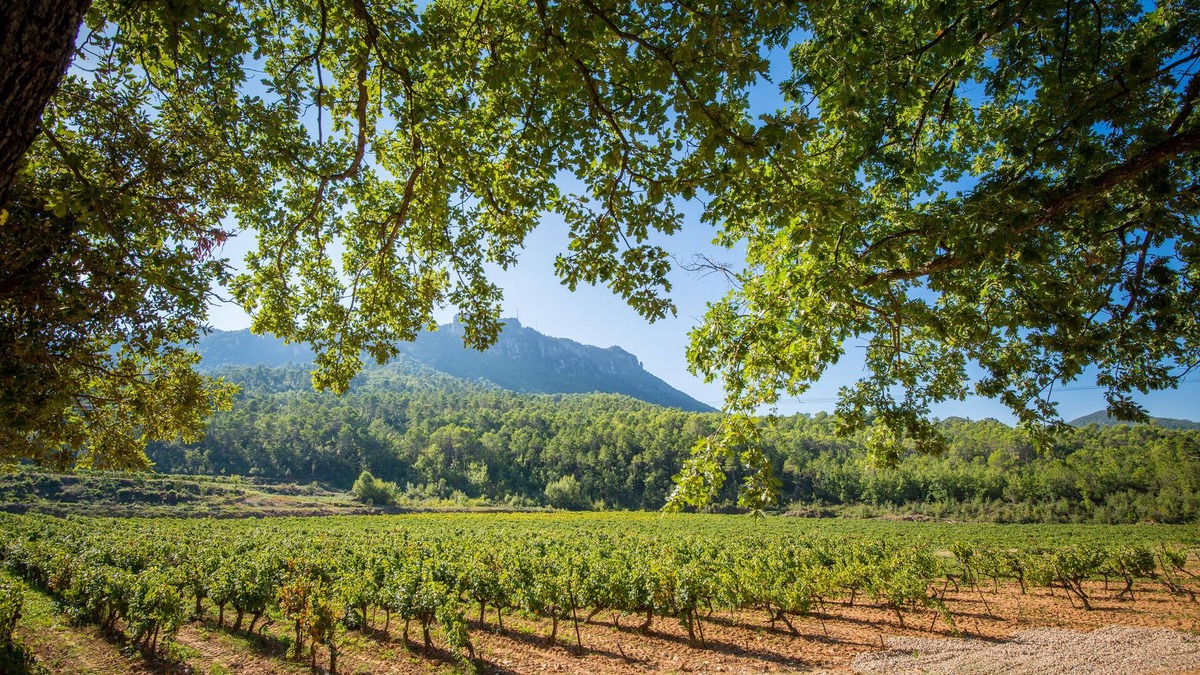 La Celle House | The Syrah and Chardonnay villas: 10 superb rooms in the heart of a vineyard.