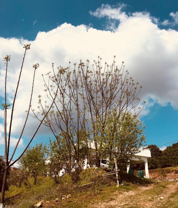 Nurpur House | The Wild Wild