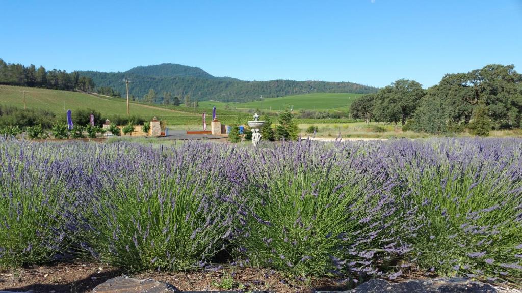 Clear Lake Bed & Breakfast | Thorn Hill Vineyards Villa Suites