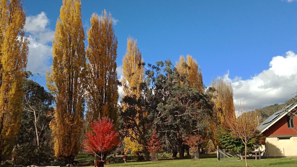 Buchan House | Timbarra Hideaway - the perfect retreat