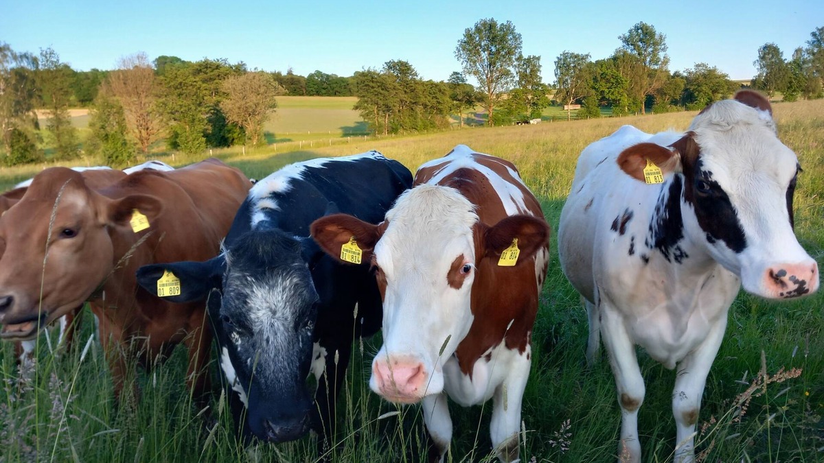 Grebenhain Apartment | Tiny house goat stable, 1 double bed + 1 single bed, max. for 4 persons