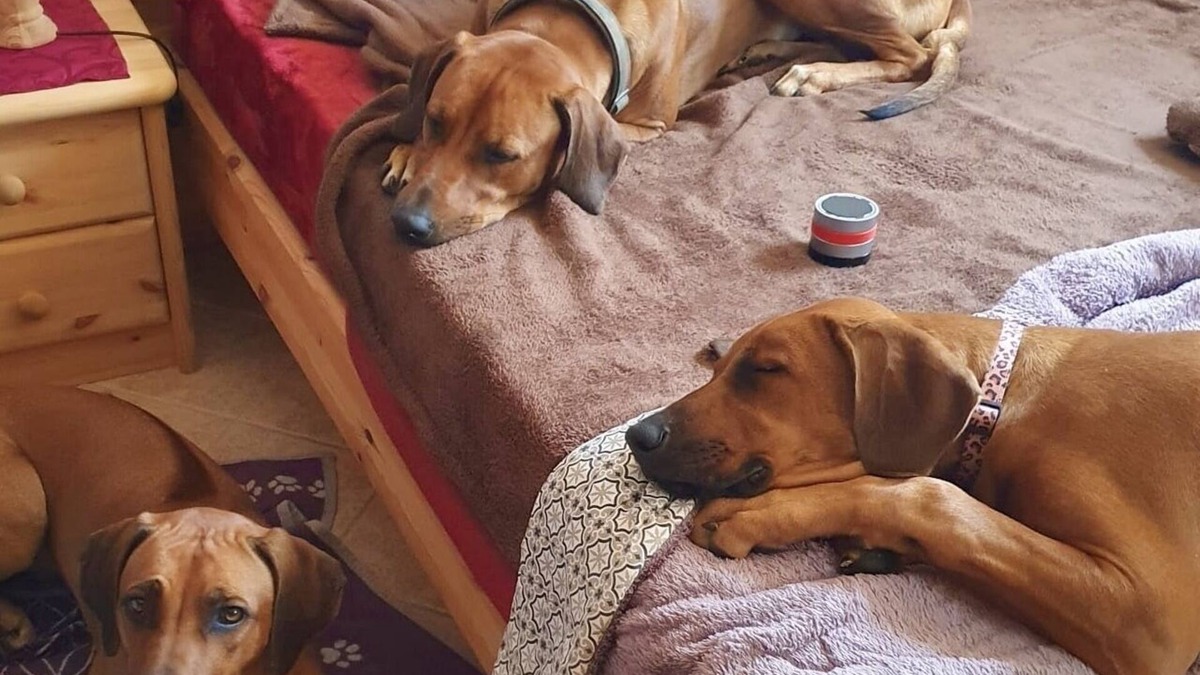 Tanna House | Tiny house in the forest - peace, hiking, nature