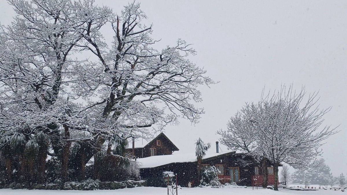 Springfield House | Torokiki bach - a place to rejuvenate