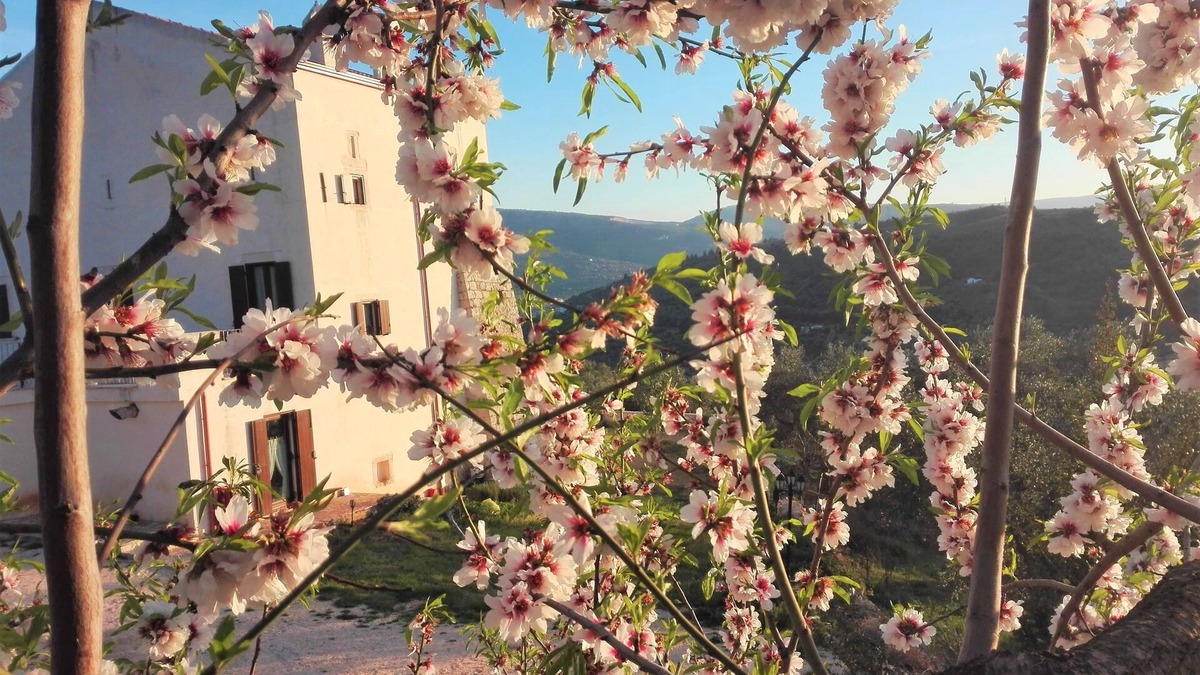 Carpino Other | Torre Bruno