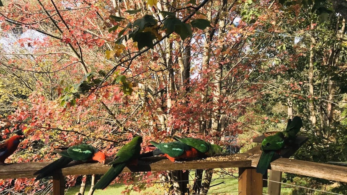 Cockatoo House | Two story mudbrick home nestled in the Dandenong Ranges.